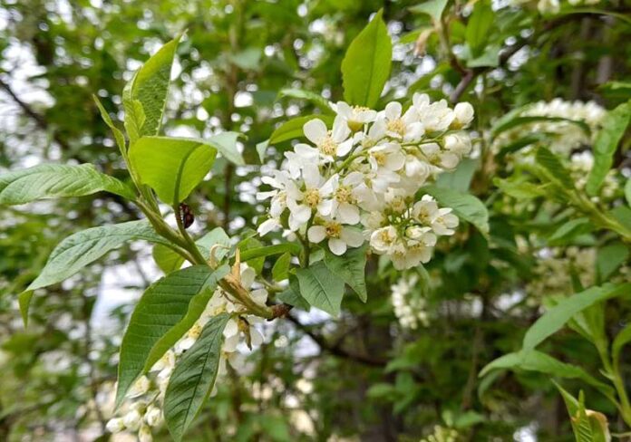 черемуха весна